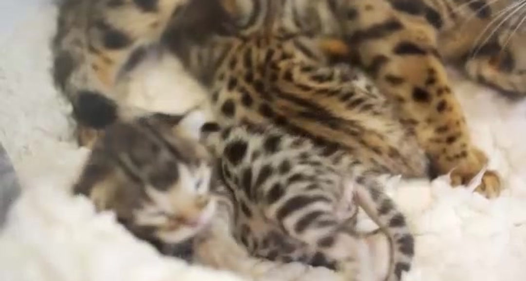 Pénélope et Peter Parker (9 Jours)